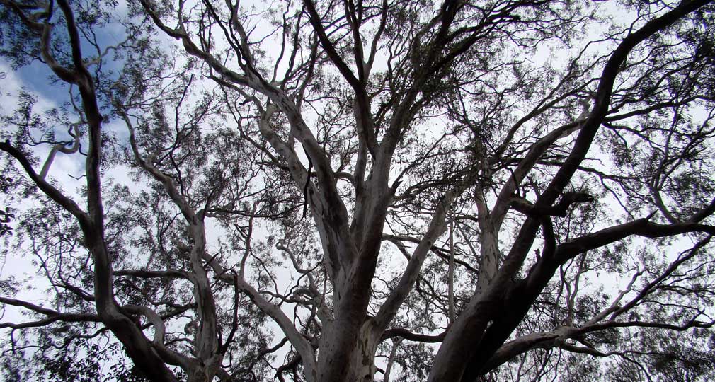 Horsley_Hills_Maha_Vriksha_Puraskar_Eucalyptus_Tree_2